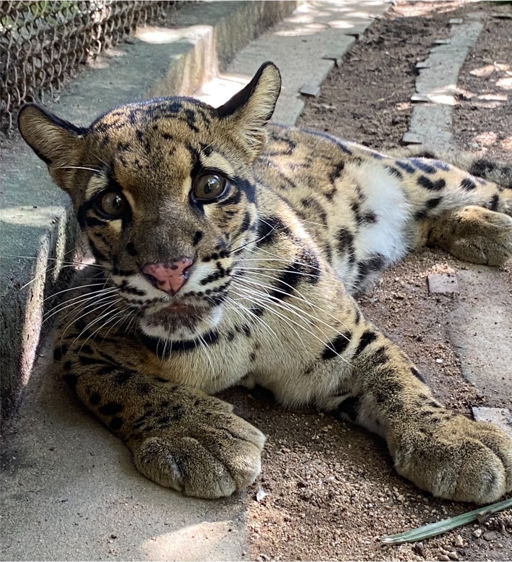 สวนสัตว์เปิดเขาเขียว Khao Kheow Open Zoo tweet media