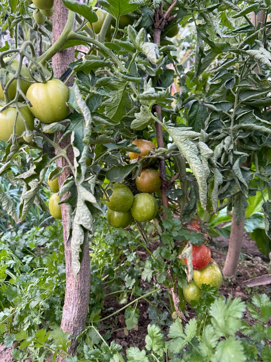 Asmaaaaaaa98's tweet photo. Stocking up fresh, ripe cherry tomatoes, fragrant garlic and crisp lettuce for this week’s simple, healthy meals—no processed stuff needed!  #FreshIngredients #HomeCooking https://t.co/w96kzst9cQ