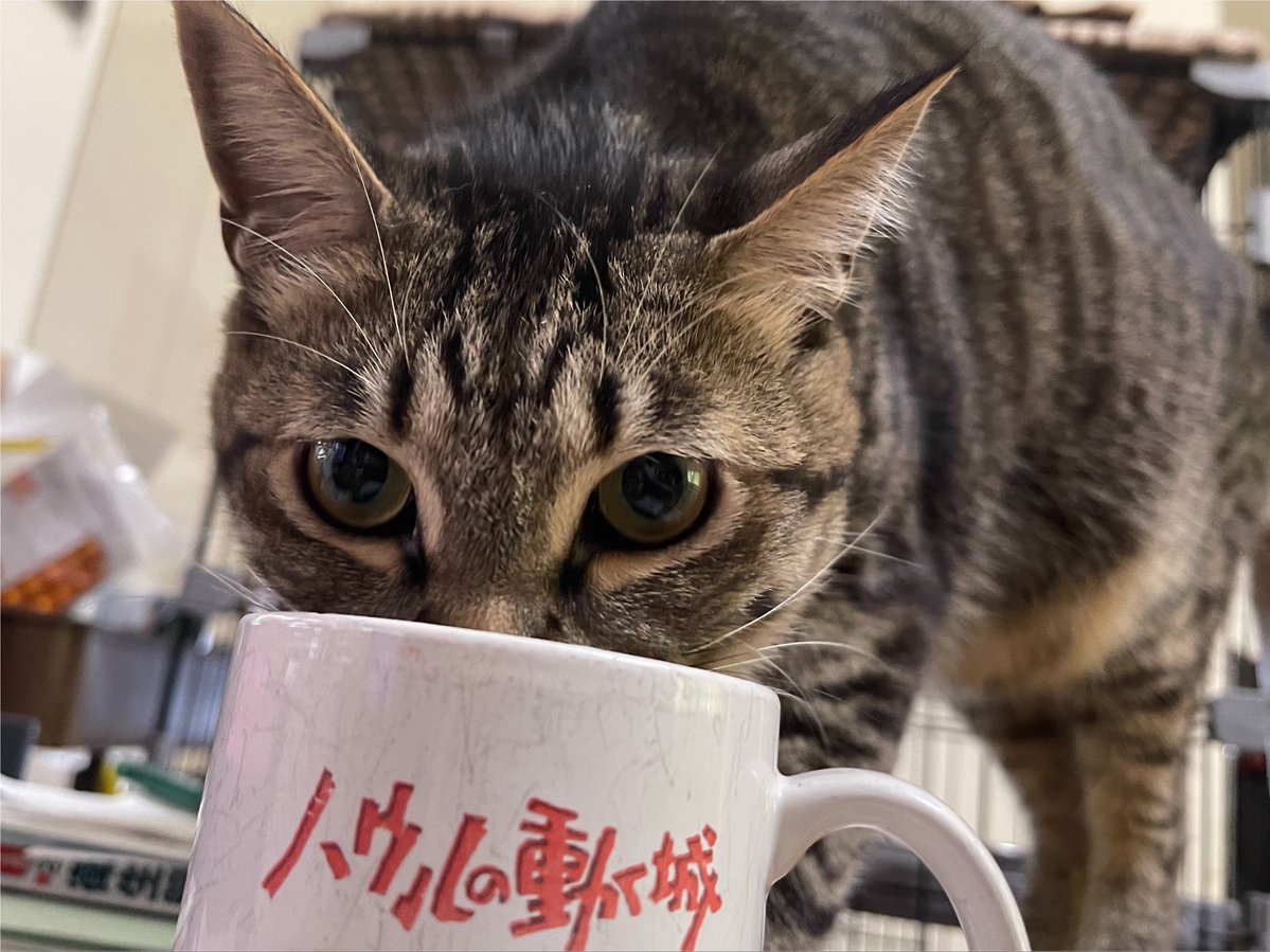 vtkasiwa's tweet photo. 地声の様な芯のある高い声を出す方法として大きく分類すると

①声帯を閉める
②大きい声を出す
③声帯閉鎖して腹圧かけながら発声

がある。全て出来ると歌い方の幅は無限に広がるにゃ。もちろん全部ボイトレ教室で習得できるにゃ。水分補給忘れずににゃ #ボイトレ #無料体験レッスン #保護猫先生 https://t.co/jykQs3CC4i