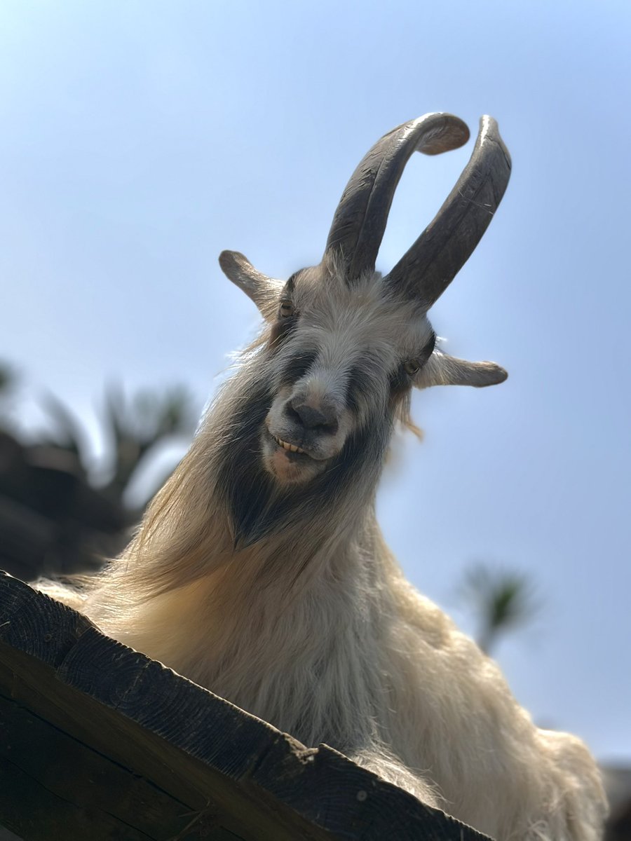 under_biro's tweet photo. GOAT https://t.co/Qw8Y4ul98w