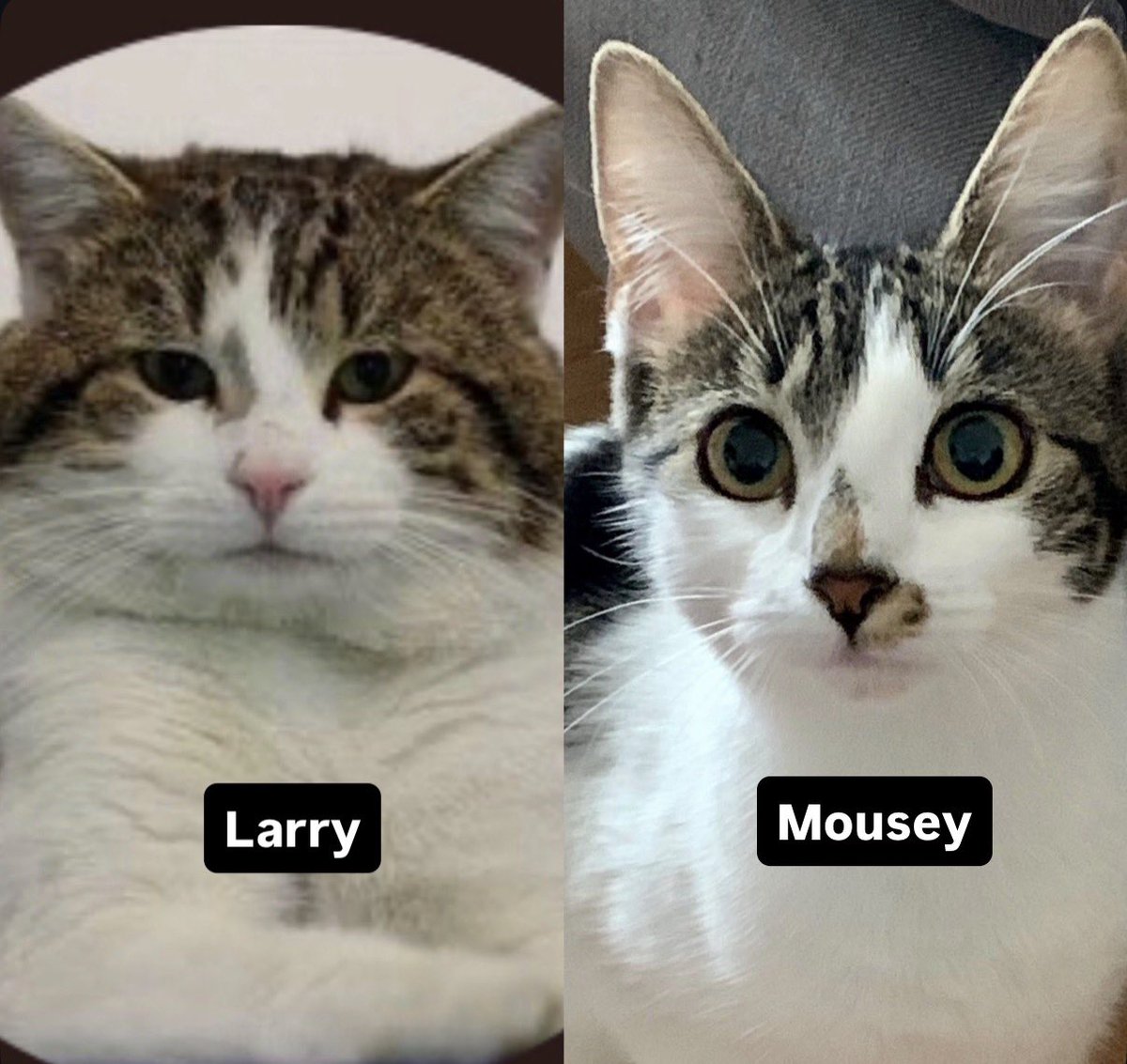 LisWarren's tweet photo. @Number10cat Meet fearless Mousey, trained at NASA 🐈‍⬛🚀 https://t.co/cWiQUULXGJ