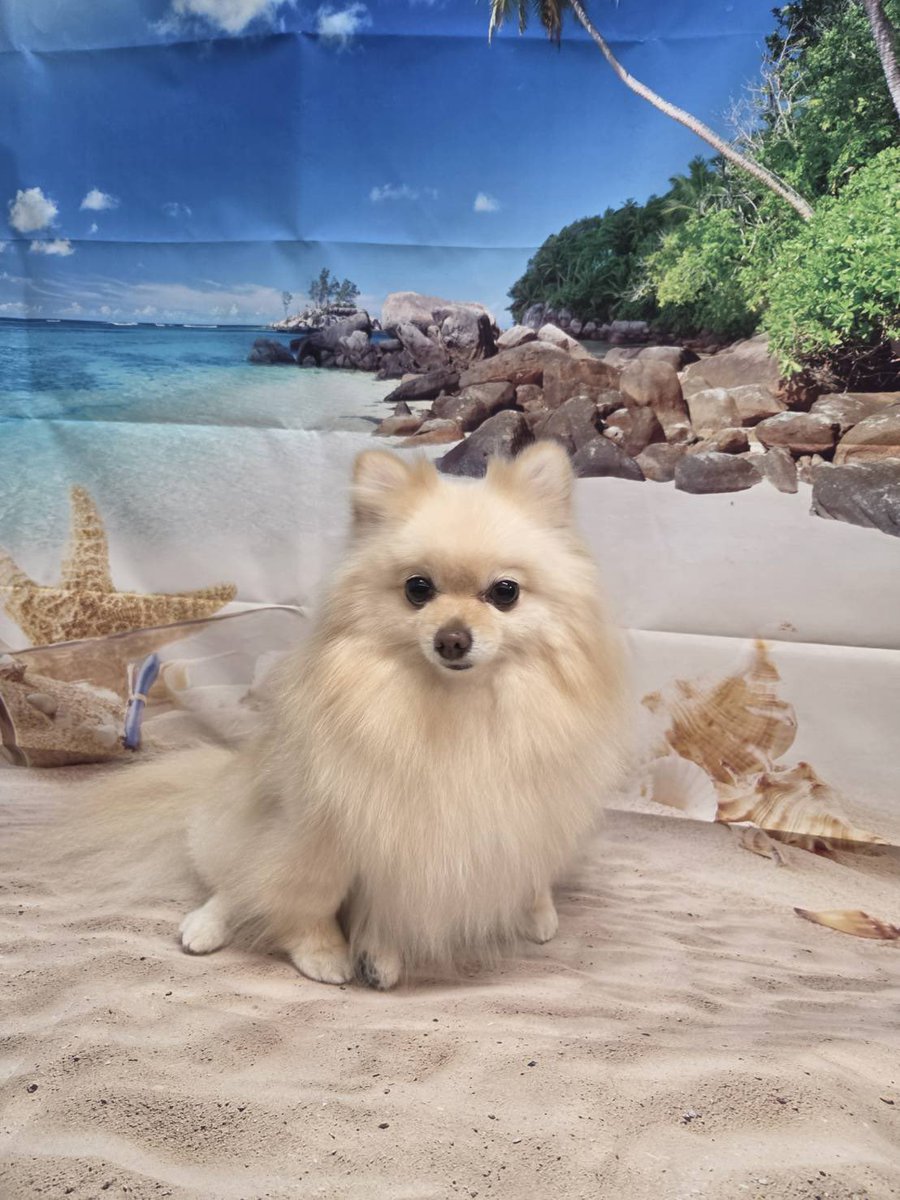 koooochannel's tweet photo. きれい なったけど いや だったのです🐶

#飼い主だけにしかみせない顔 
#犬のいる暮らし 
#全日本うちの子可愛い地方選手権⁠ https://t.co/ygTml4vScg