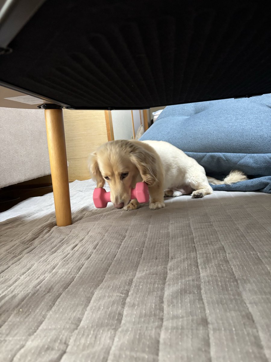 Al_taro_'s tweet photo. ゴトって音がして何が落ちた⁈って部屋に行ったらダンベルを運んでた…鍛えたいのか⁈アゴを⁈
取り上げられたくないから逃げようとするけど重かったみたいで
すぐに取り上げれた😅
でも角が欠けてる💦
どんな歯してるのよ🦷 https://t.co/k56C2gBac2