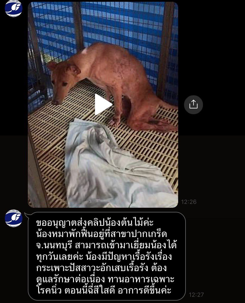 thinkinganight's tweet photo. ทางมูลนิธิมาอัพเดทน้องต้นไม้แล้วนะครับ 
ลูกสาวเก่งมากๆเลย น้องเป็นกระเพาะปัสสาวะอักเสบเรื้อรัง ต้องทานอาหารเฉพาะโรคนิ่ว ตอนนี้ฉีใส อาการดีขึ้น แต่ในคลิปน้องหาอะไรไม่รู้ เหมือนกลัวอะไรสักอย่างด้วย เดินไปเดินมาไม่หยุดเลย สงสาร🥹 https://t.co/O2lLQ72SwY