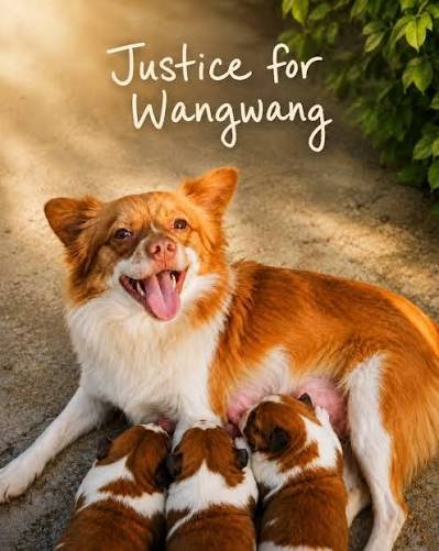 Maleficentlady2's tweet photo. As I expected, my Lady Maleficent account got reported by CCP and wumao weirdos who are running cover for and protecting the murderers of Wang Wang and her puppies, and who attack anyone who pushes for China to legislate literally *any* animal welfare laws. The account is now locked for 12 hours.

This current account I'm posting from, Maleficent the Second is my second and backup account. I have no other twitter accounts so be wary of anyone trying to impersonate me.

I don't have an anti-China agenda. I have a pro-animal welfare and criminalising animal torture agenda for China. That's it!

As always, justice for Wang Wang! ✊🏼❤️🐶

#justiceforwangwang #wangwang #旺旺 #boycottjieyang #boycottguangdong
