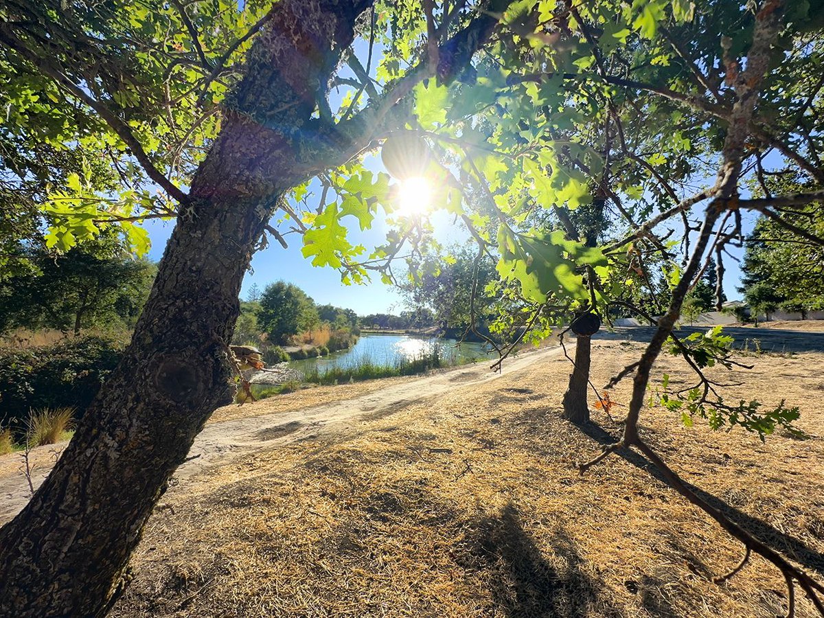 KJ6MC's tweet photo. A warm late afternoon on the banks of swampy Laguna Creek. https://t.co/pPlvVnRVbo | https://t.co/Pe7QqZvAdZ https://t.co/u70FlNT8Cl