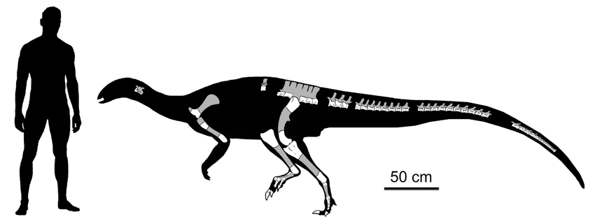 Guanlong_wucaii's tweet photo. #恐竜復元教室ムッタブラサウルス編
"Paleontological discoveries in the Chorrillo Formation (upper Campanian-lower Maastrichtian, Upper Cretaceous), Santa Cruz Province, Patagonia, Argentina"
(F Novas, 2019)

イサシクルソルの記載論文
※南米のエラスマリア類
https://t.co/UqjixWbStd https://t.co/USGO87KwMC