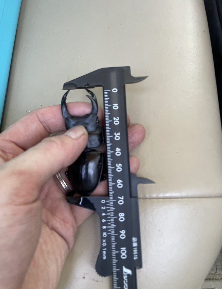 Japan21546174's tweet photo. オーバーハングで登るのを躊躇していた木。
相方の一言で一念発起、抜くまで3時間
深いウロで掻き出し棒が当たらず当たるまで数十分、引き出しでも逃げられる事二度
首が痛くなるまで粘られ粘られ粘られましたが、３度目の正直でなんとか抜けました💧
頑張った甲斐もあり通算24頭目の神虫でした🏆✨ https://t.co/IvDwNiApV4