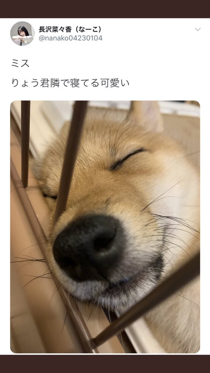 psyche_moch's tweet photo. もっちーがだいすきなツイートです
この切り替えとメンタルを見習いたい
勝手にりょう君って名前にされたこの犬が好きすぎる https://t.co/eOeu1ezOWH