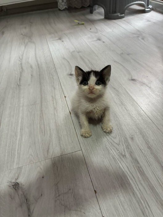 masum_gozler's tweet photo. düşündüğü tek şey neden hala bi yuvasının olmadığı😔 
iletişim: 05335586309
İstanbul 

@minaabilicii https://t.co/dWvdBATuFm
