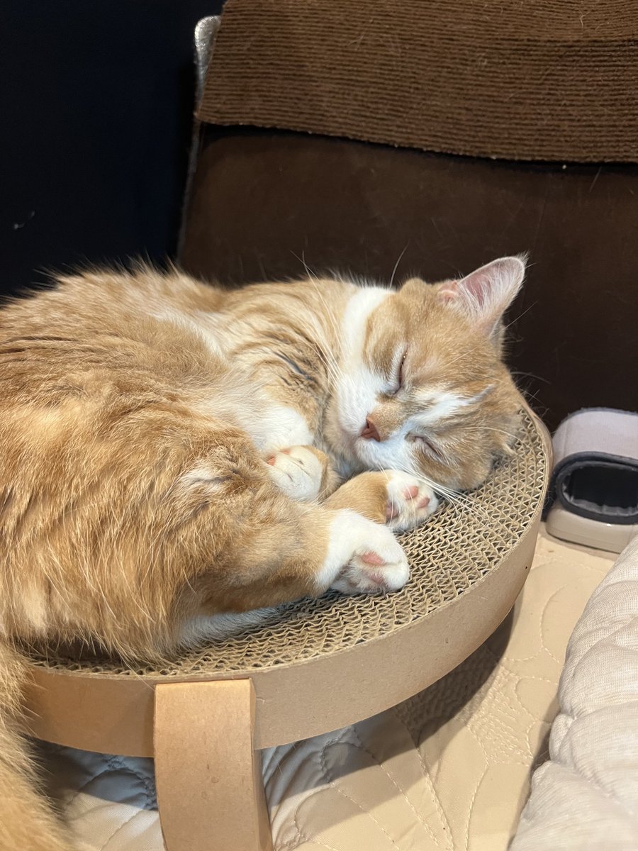猫好き太郎 すやぁ #猫 #猫好き #猫のいる生活