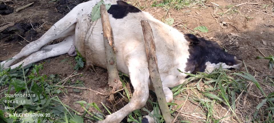 RealManziWilly's tweet photo. The terror regime in Kinshasa continues to find new ways to manifest pure cruelty. Waking up to the news that Wazalendo militants bludgeoned innocent cattle to death with clubs is heartbreaking and horrific.

It reveals a complete lack of vision, humanity, and moral restraint, offering nothing but death and destruction. It is alarming that this very regime is attempting to re-legitimize itself on the global stage through strategic partnerships with the United States. 

A government that resorts to such barbaric tactics has lost its mandate to rule and must be removed from power."