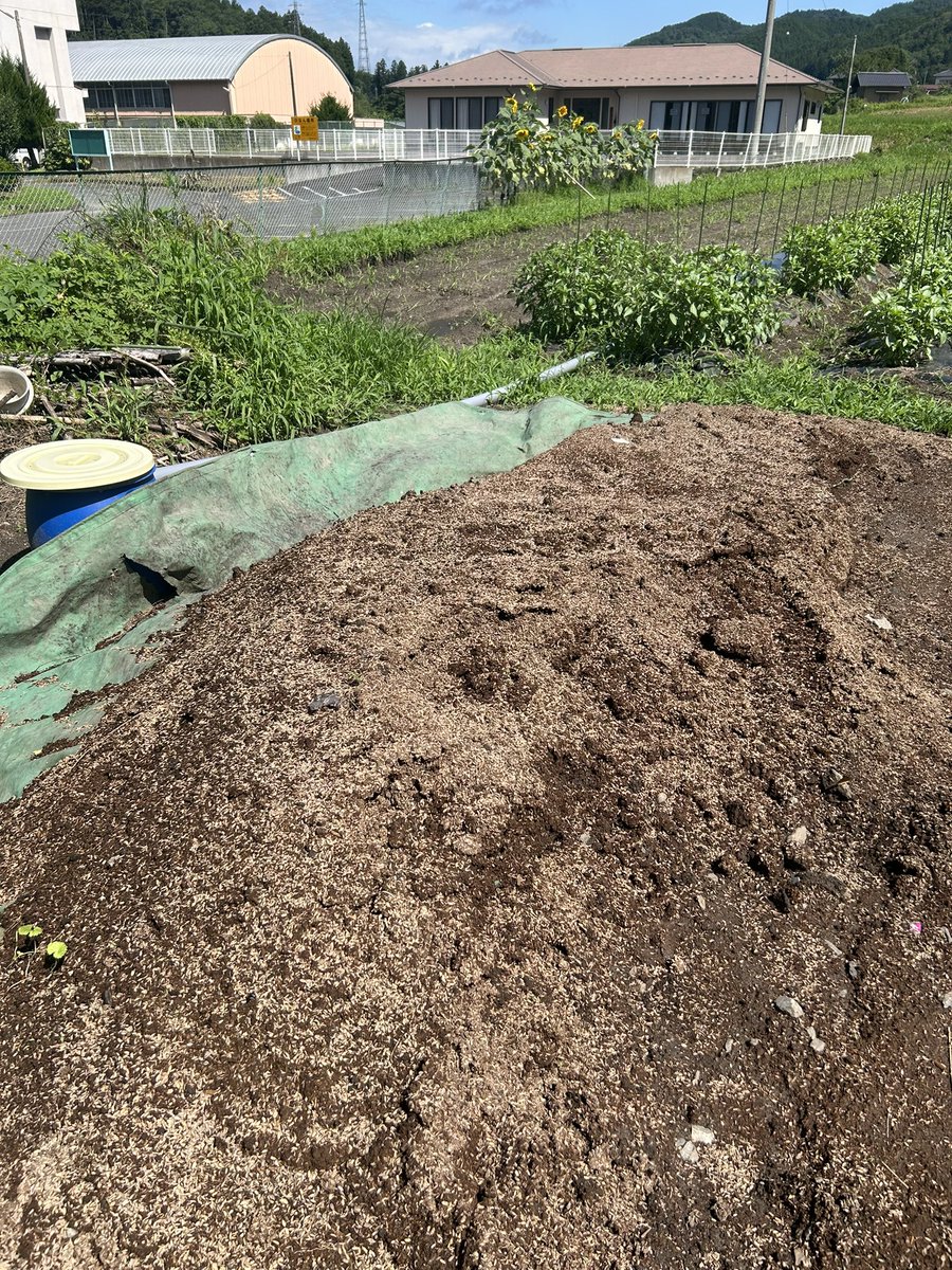 hatonikuya's tweet photo. 本日はpigeon farmへ出勤

夏野菜真っ盛り！

pigeon farmでは、鳩の糞を使った循環有機農業でお野菜作ってます！
鳩肉屋の多くの野菜はこちらから、配送されます。

牛糞、ご近所から購入してます。
→土作り、主に堆肥に
ブルーシートの被った物は鳩の糞
→野菜が育つ際の追肥に使ってます。
　この鳩糞💩の威力が抜群、野菜がグングン育つ