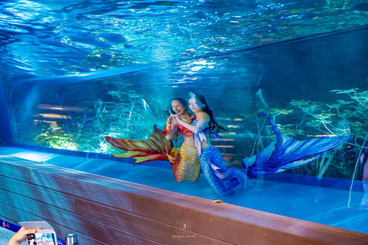 MermaidSchoolJP's tweet photo. サンシャイン水族館 マーメイドショー🧜‍♀️✨
7/24（金）初日🌙

雷の影響により、19:15からの1公演目は中止となってしまい、特別観覧チケットをお取りくださった方、早くからお並びいただいた方、遠方よりお越しくださった方には、ご期待に沿えず申し訳ございませんでした。

その後、19:45からの2公演目は無事開催することができ、とても多くのみなさまにご鑑賞いただき、
「感動しました」「また観に来ます」といった温かいお声もいただき、心より感謝しております。

本公演は8月29日まで、毎週金曜日・土曜日に開催いたします。
※8月14日（金）は休演、8月16日（日）は追加公演です。

前方エリアでの観覧をご希望の方は、ご観覧日の1週間前12:00より特別観覧チケット（無料）の取得が必要です。
https://t.co/3hucveVN5H

チケットをお持ちでない方は立ち見でのご案内となり、観覧スペースには限りがございます。

夜の水槽に広がる幻想的なマーメイドショー🌙
ぜひ、この夏だけの特別なひとときをお楽しみください。

またみなさまにお会いできる日を、マーメイド一同、心より楽しみにしております🧜‍♀️🫧

🧜‍♀️Mermaid：❤️おいで／💙シェリーナ
🎤MC：かける
🛟Safety：ハリー
📸Photo：東洵也