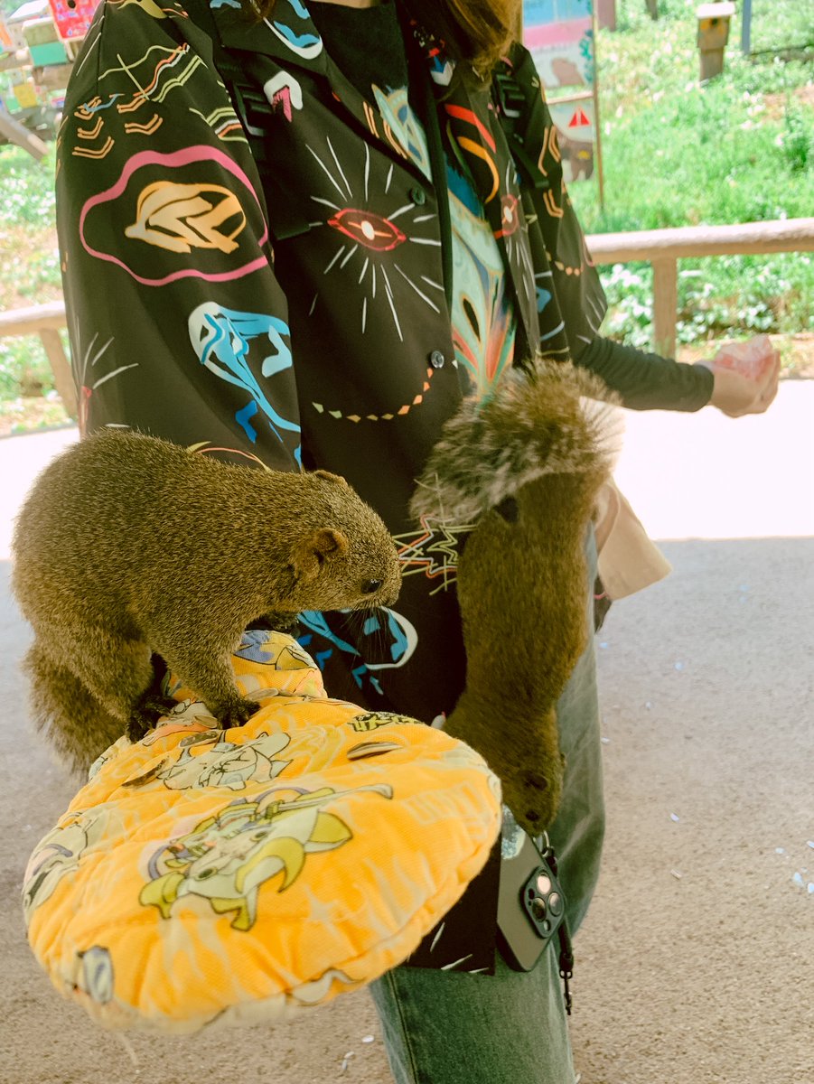 ratuki's tweet photo. 前から気になってた町田リス園！
ガンガン体から登ってきて面白い https://t.co/dARk4KYn2T