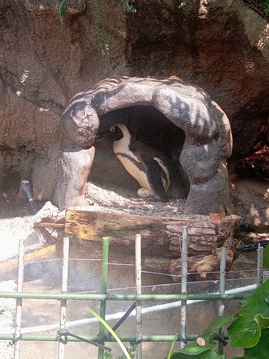 hayate1981's tweet photo. 今日は地元から東京に遊びに来た友達とサンシャイン水族館行ってきたよ～ペンギン見に行ったらペンギンさん卵あたためていました🐧元気な赤ちゃんが生まれてきますように✨
途中休憩して海コウペンちゃん🌊🐧とひまわりコウペンちゃん🌻🐧の絵本コンビも一緒に水分補給したんだよ🐧😀 https://t.co/cvVC1eESWq
