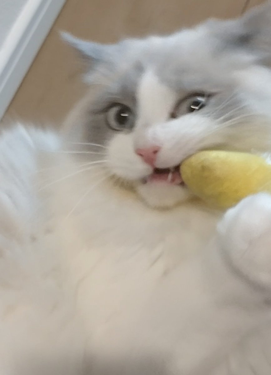 roro_ragdoll's tweet photo. これが→こう。
猫の本気顔。 https://t.co/Nl698McHfc