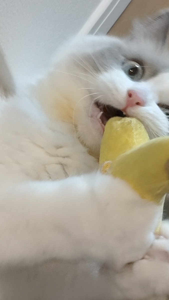 roro_ragdoll's tweet photo. これが→こう。
猫の本気顔。 https://t.co/Nl698McHfc