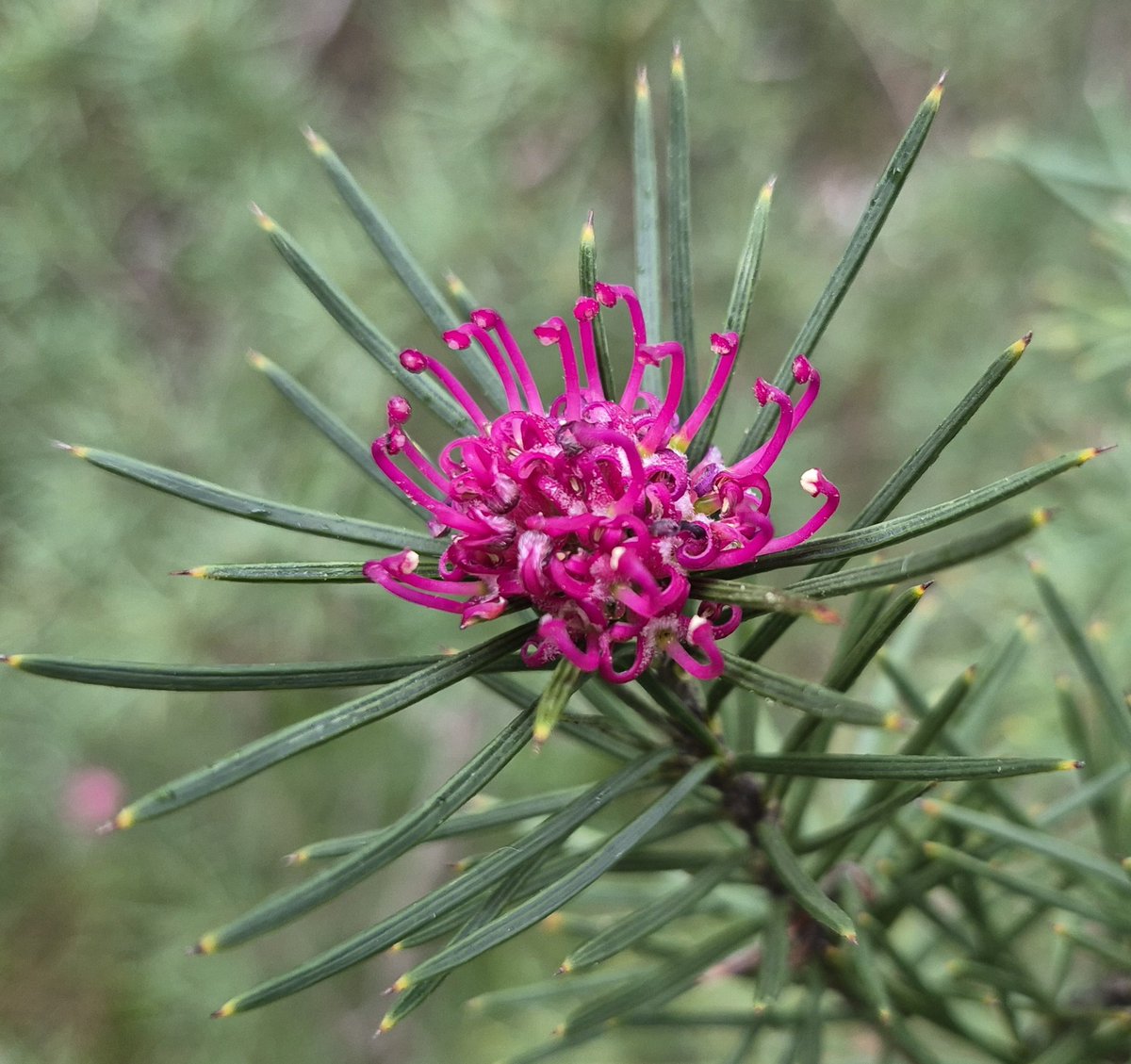 StuartWilliams_'s tweet photo. Grampians grevillea
Grevillea confertifolia https://t.co/FWPPXEgutX