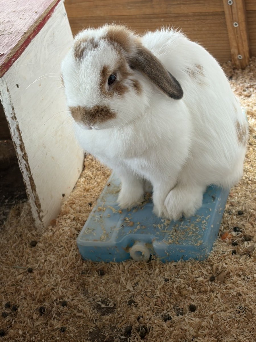 bokka_no_sato's tweet photo. 保冷剤を独り占めするあめちゃん🐰
銅像のようにじーっと固まっています🤭

＊牧歌の里　＊ウサギ https://t.co/umyrJH2jr9
