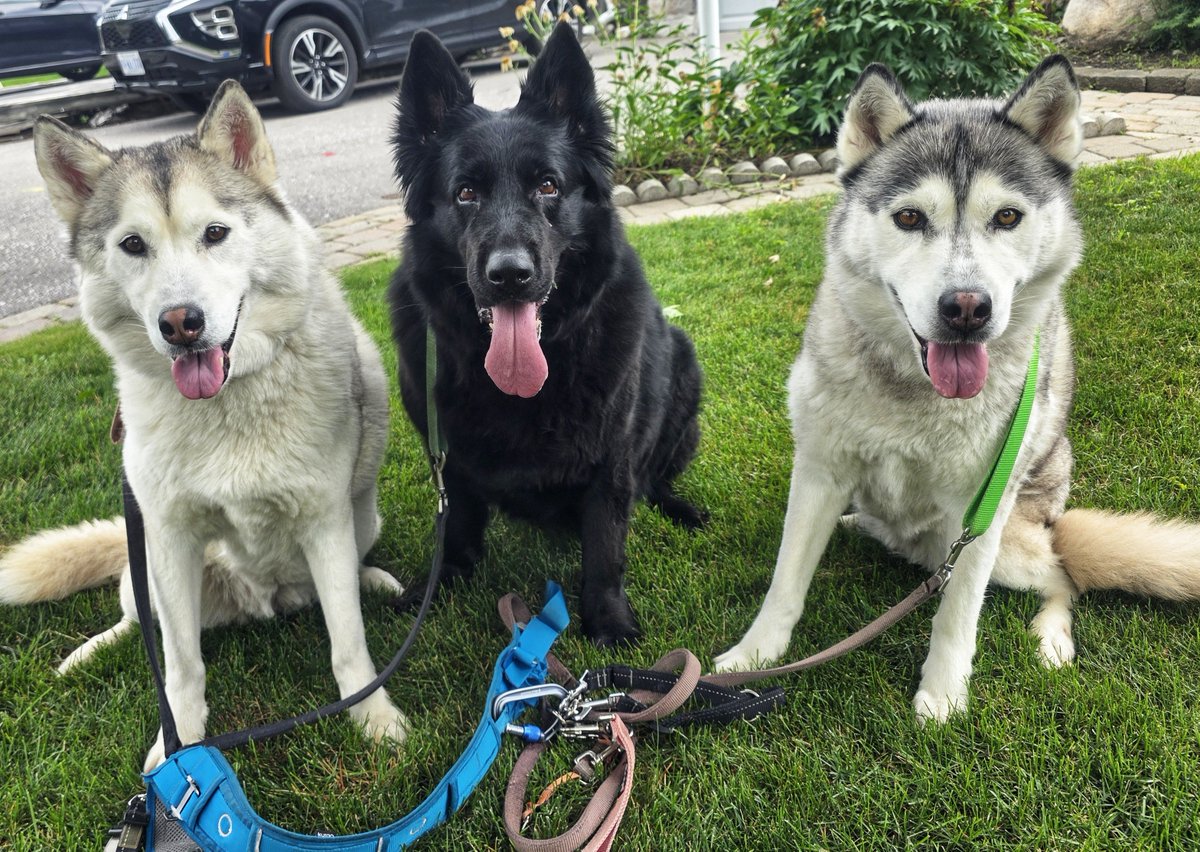 WalkinDogwalk's tweet photo. It was a busy week with all these fabulous #posingpups !
😁💖🐾🐶🐕🐾💖😁
#Saturdaysocial #weekendvibes #walkinthedog https://t.co/G6UQ32crjA