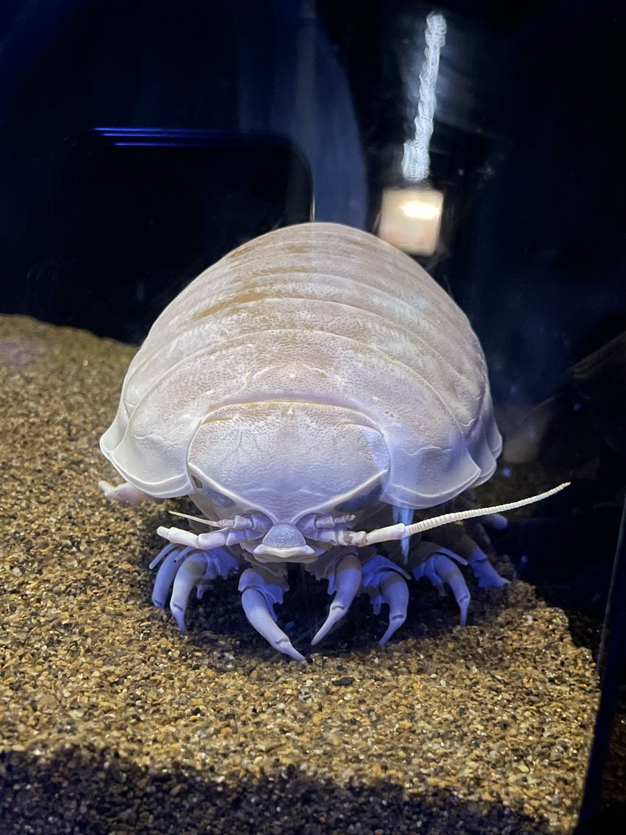 ruten39's tweet photo. 沼津港深海水族館、全部がデカくてやばかった(語彙力) https://t.co/oVPgrDCvcb