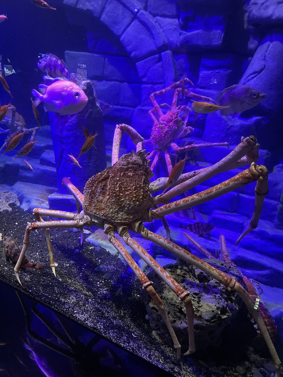 ruten39's tweet photo. 沼津港深海水族館、全部がデカくてやばかった(語彙力) https://t.co/oVPgrDCvcb