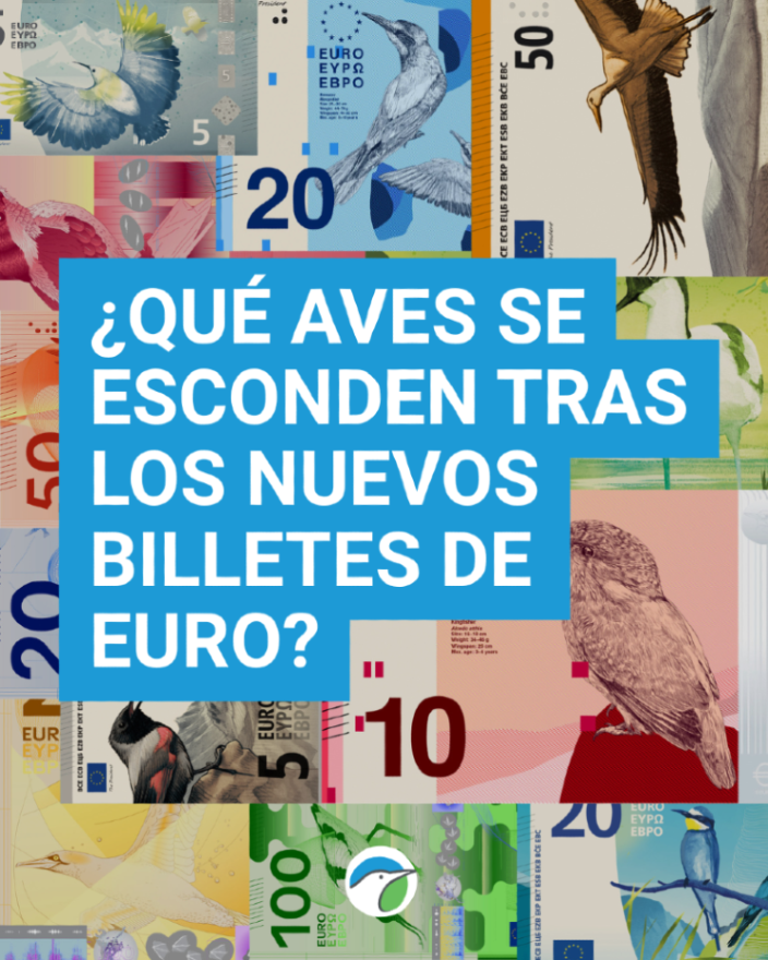 SEO_BirdLife's tweet photo. 💚Podemos tener aves en nuestros billetes de euro. https://t.co/15pIcu1Ew5