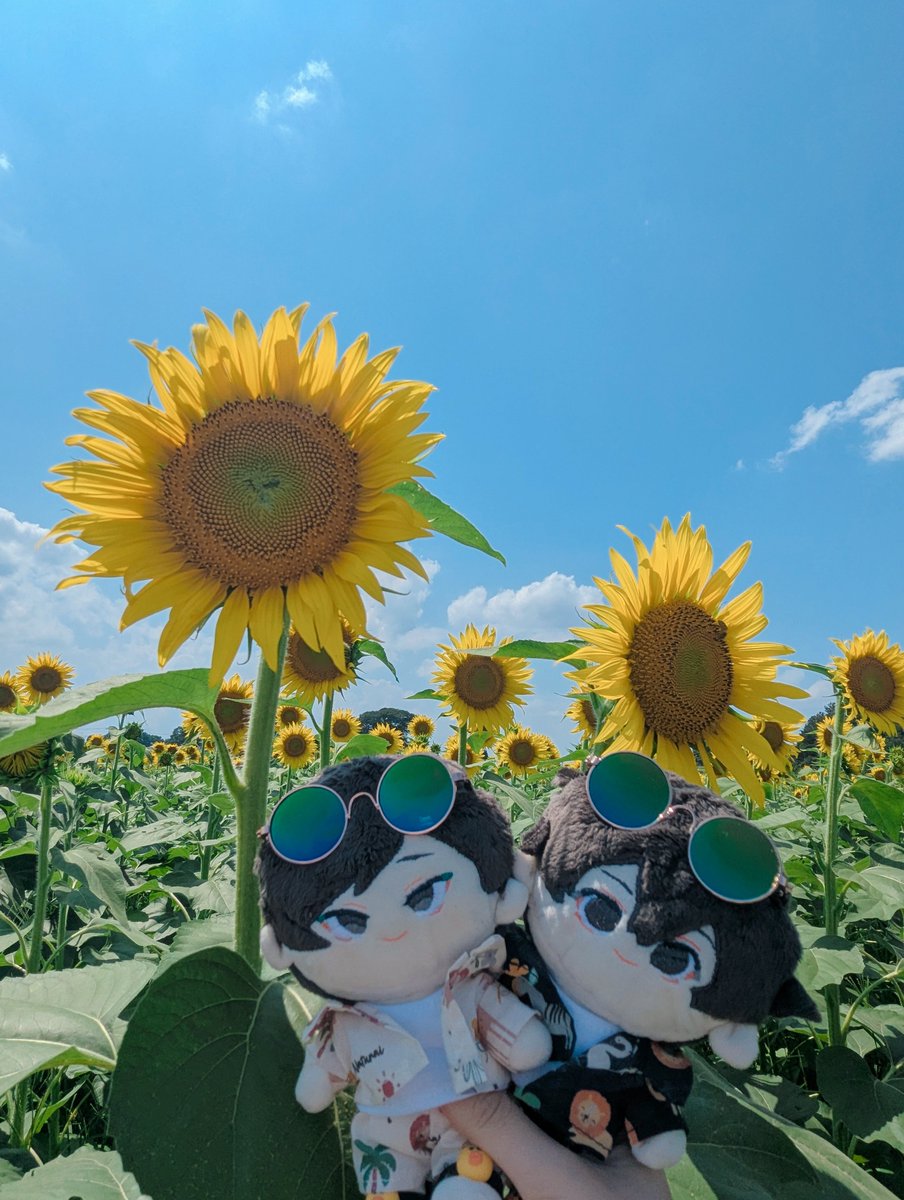 shake_shake_uma's tweet photo. 見てください一面のひまわり畑〜〜〜〜‼️‼️‼️😭😭😭💓💓💓🌻🌻🌻🌻🌻🌻🌻🌻🌻🌻🌻🌻かおますとひまわり、、、尊 https://t.co/X3gt5Yvext