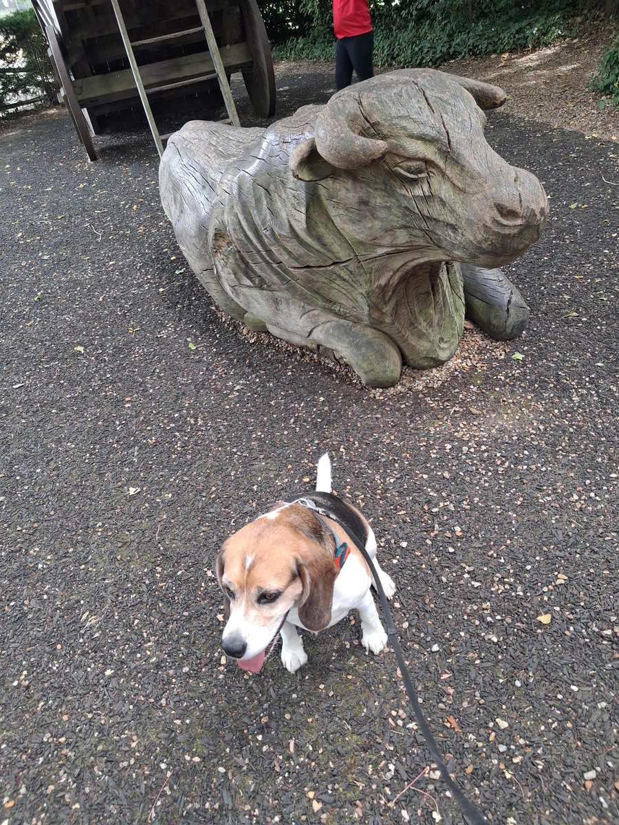 MrPercy Beagle tweet media