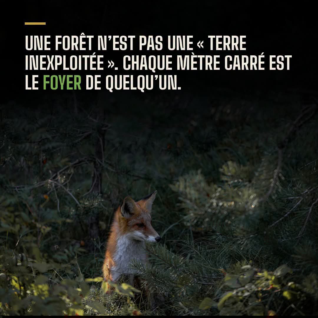 AdeaClaude's tweet photo. Une forêt n’est pas “inutilisée”. 
C’est la maison de millions d’êtres qui n’ont rien demandé.
Renards, loups, cerfs, oiseaux, insectes etc...chacun à son rôle, son abri, sa vie.
En faisant disparaître leur habitat nous faisons également disparaître le nôtre. https://t.co/HwV8p8cFyv