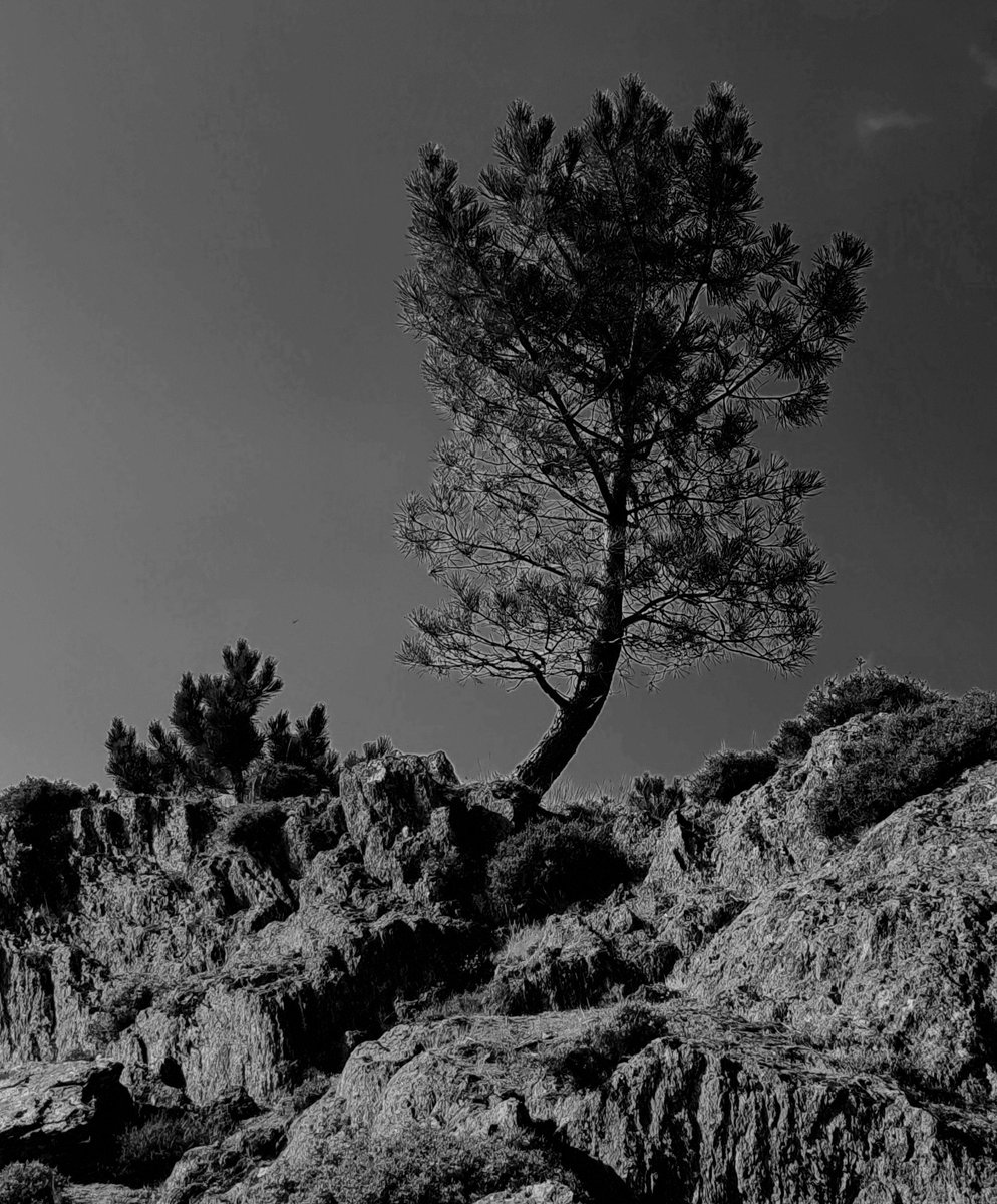 Kastanienzweig's tweet photo. In the mountains
#blackandwhite #tree #oldtree https://t.co/TCzTn3kQwN