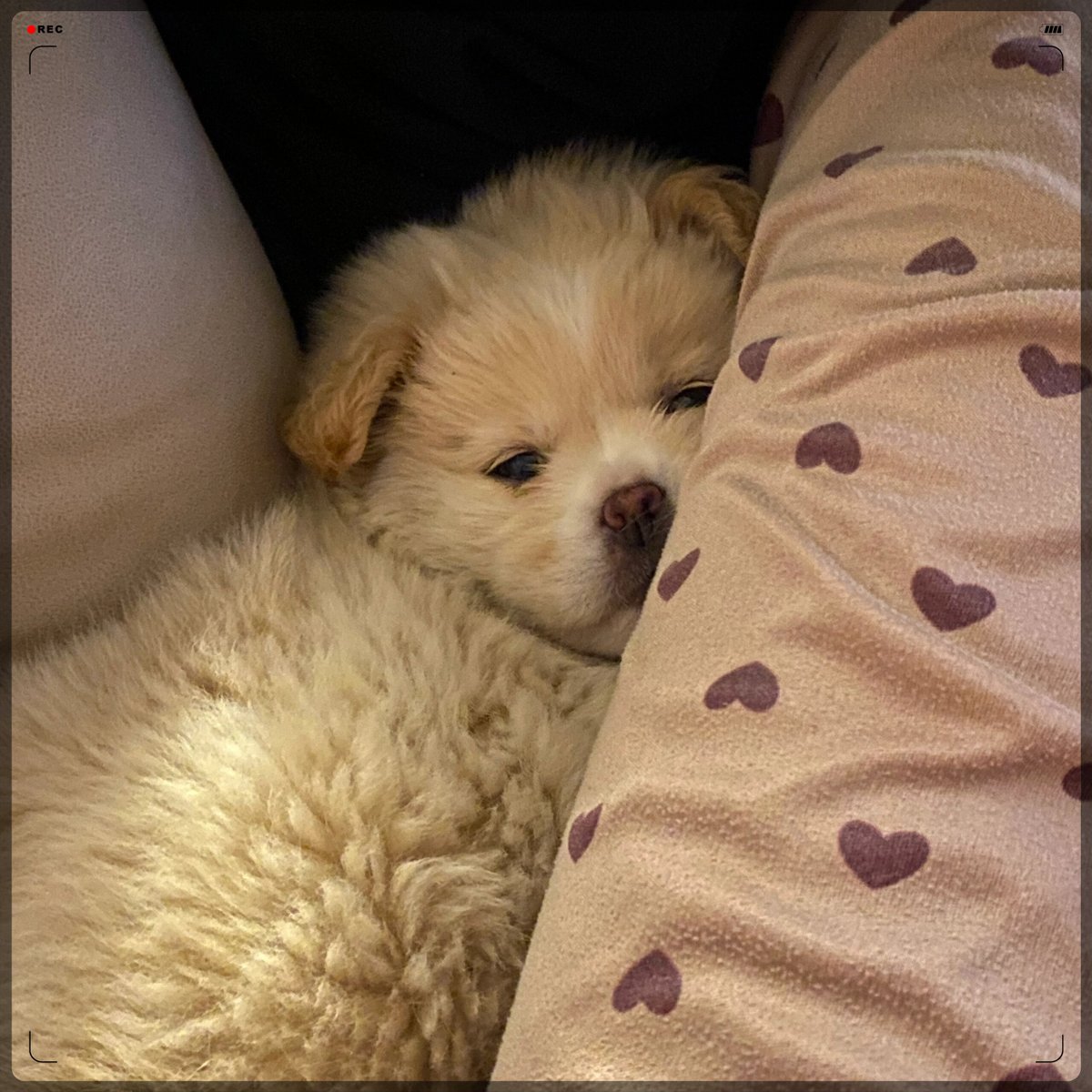 BobSmit42952097's tweet photo. Nothing beats the quiet joy of my lazy pup curled up on the couch with me after a long day , https://t.co/kXs2HtOo0L