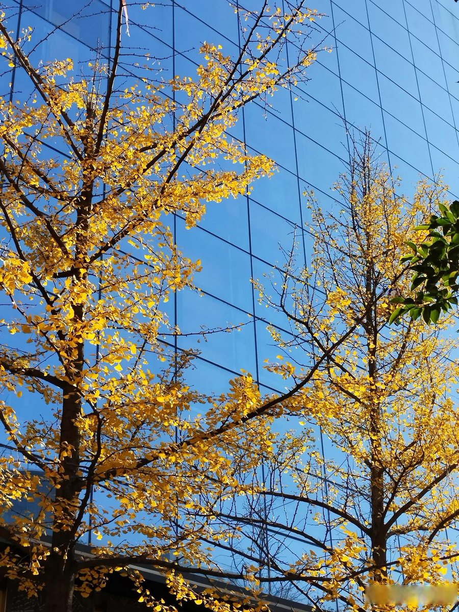 MagicalDuo's tweet photo. [Hey everyone! Our photography club's weekend photo walk around the city this Sat is open for new members! Come capture autumn vibes u0026 make new friends  DM us to sign up!]， https://t.co/UM50C6JJUw