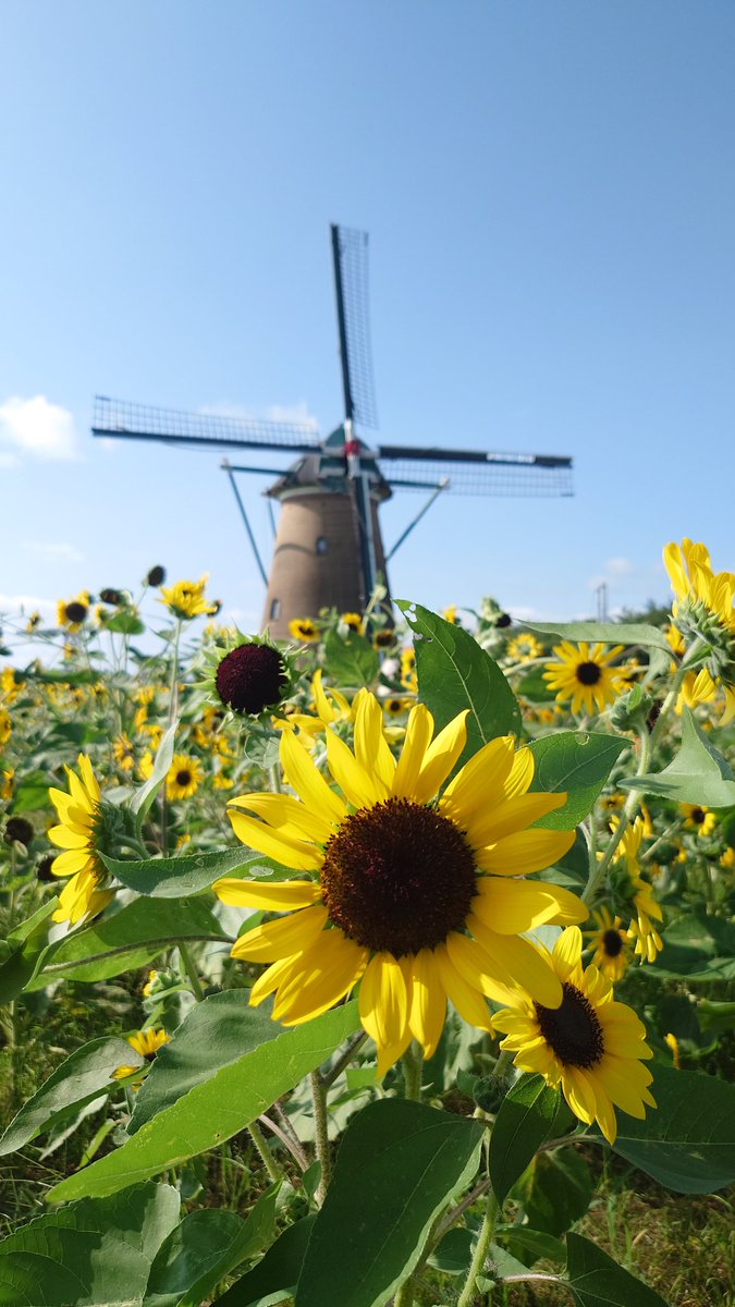 love_tdr's tweet photo. 佐倉の向日葵🌻見に行ってきました！ https://t.co/Q2beczVy5o