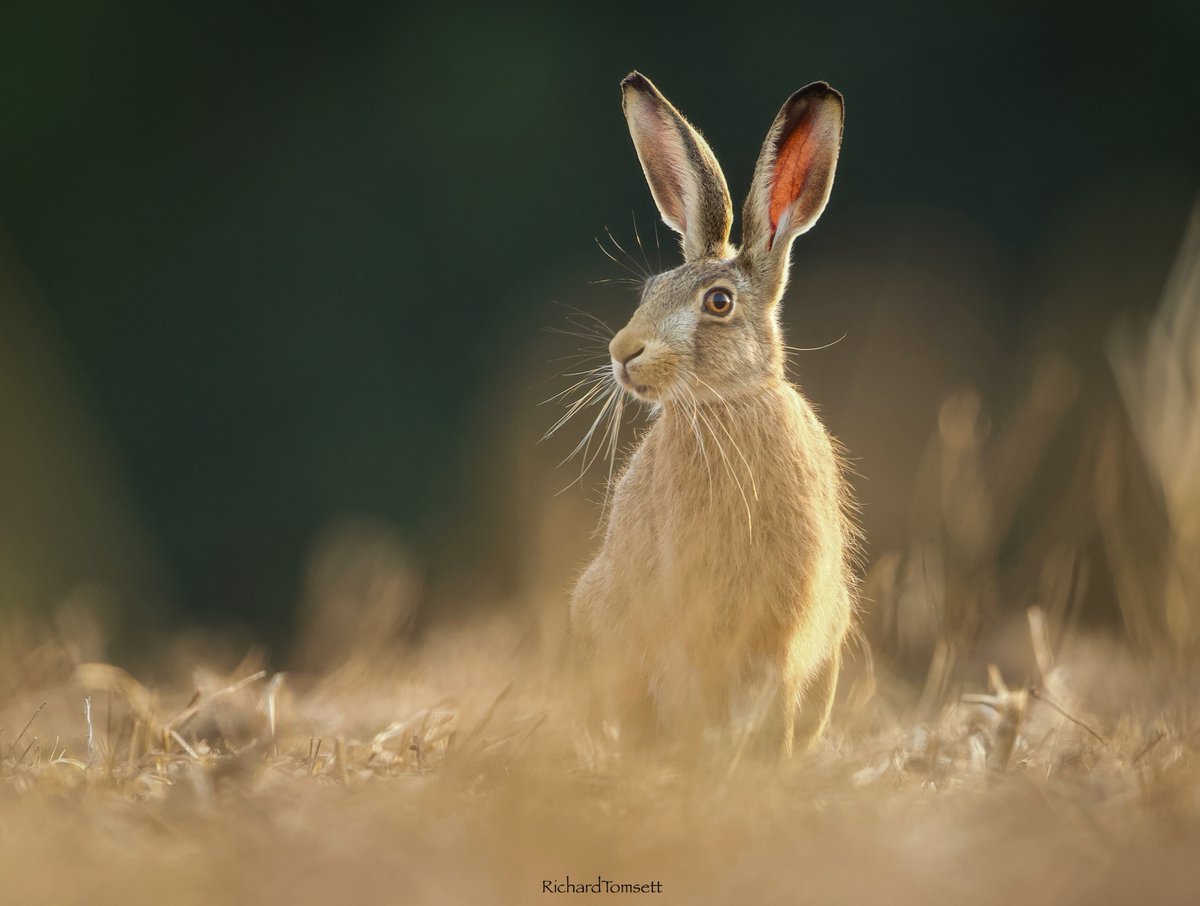 richard_tomsett's tweet photo. Brown Hares,  Harvested fields, Suffolk. https://t.co/xwBuB2DqDS