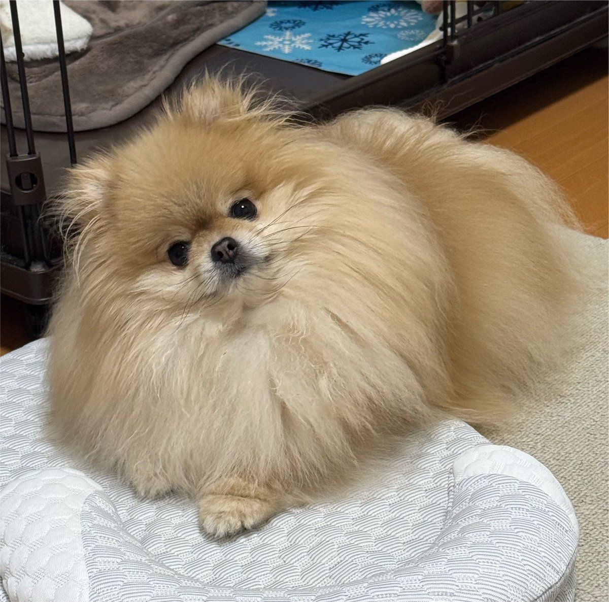 なごみ🍵ポメラニアン tweet media