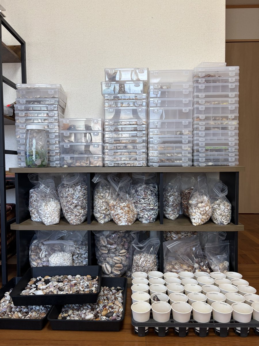 ThewalkingHMT's tweet photo. Maybe it’s finally time to retire the “beginner” title. The cleaning and sorting pile never seems to shrink. Every shell has a story… and apparently, they all decided to come home with me. https://t.co/dCDw1s9tnQ