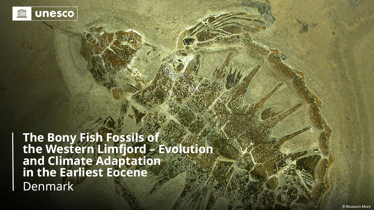 UNESCO's tweet photo. 🔴 BREAKING!

New inscription on the @UNESCO #WorldHeritage List: The Bony Fish Fossils of the Western Limfjord – Evolution and Climate Adaptation in the Earliest Eocene, #Denmark 🇩🇰.

➡️ https://t.co/iO4B0Cjg9u #48WHC https://t.co/09YF2p0Vfc