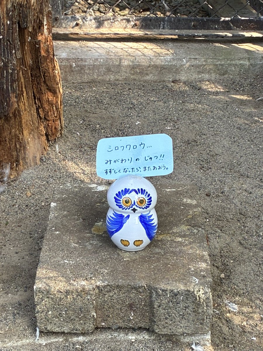 suzakazoo's tweet photo. 暑さ対策のため、シロフクロウの展示をしばらくお休みします⛄️
展示再開は9月〜10月頃です🌕
涼しくなったら、また会いましょうね👋

▶︎https://t.co/VDdbEbpkkx

#須坂市動物園
#須坂市
#シロフクロウ
#snowyowl https://t.co/cdd2sEeRsJ