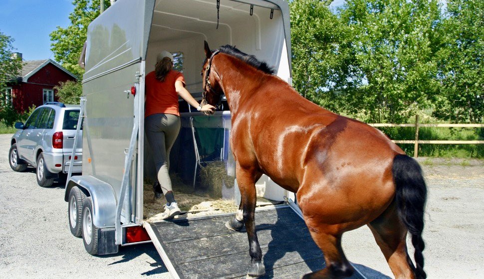 OcioCaballo's tweet photo. 🔴 Transporte y boxes para los caballos afectados por los incendios en el centro de España

✏️ MÁS INFORMACIÓN: https://t.co/Ppcie0K9nA https://t.co/XtBhErcgTe