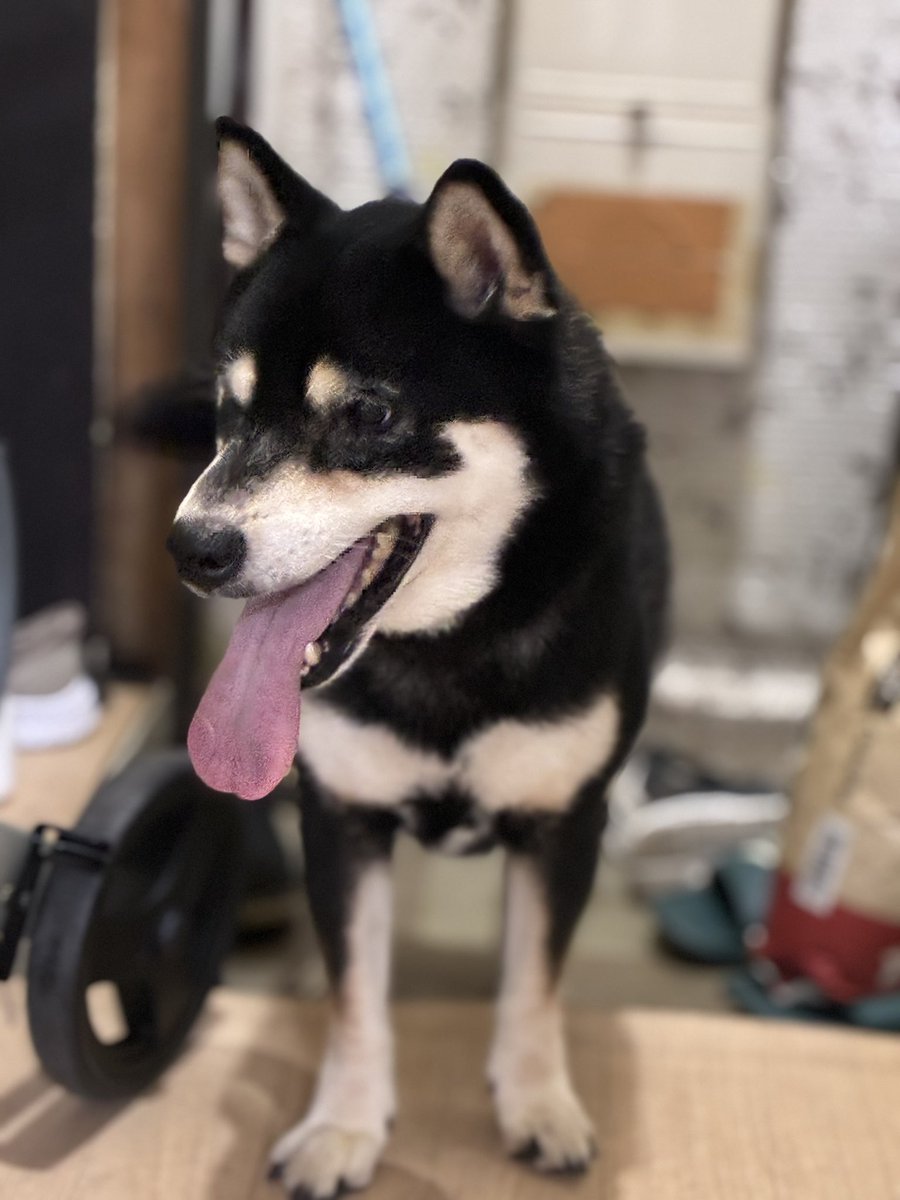 TakachanUpe's tweet photo. 拡散希望
クーラーのない部屋で一人ぼっちの柴犬を保護しました。
7歳、10キロ弱、去勢やワクチンなどしていないそうです。
当家小型犬が2匹居るので飼えず、現在88歳の実家の母に預けています。
とても人懐っこく可愛い子でした。こちら東京です。早急に引き取れる愛のある方いたらDMお願いします🙏 https://t.co/Vk2Nb7MjOi