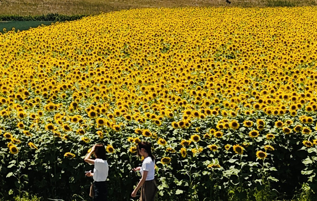 mitusatomiyuki's tweet photo. 向日葵畑の散歩だよ🌻🌻👍 https://t.co/MkvYJDM4cS