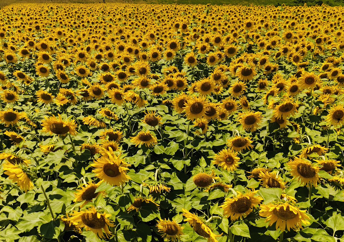 mitusatomiyuki's tweet photo. 向日葵畑の散歩だよ🌻🌻👍 https://t.co/MkvYJDM4cS