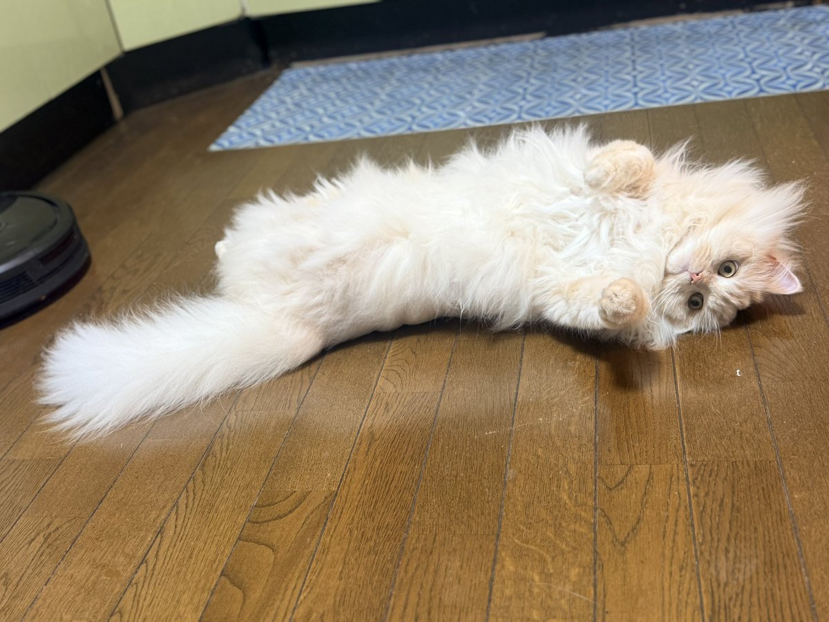 nailaurora's tweet photo. ぺしゃーんこ https://t.co/Ra7XTa45Et