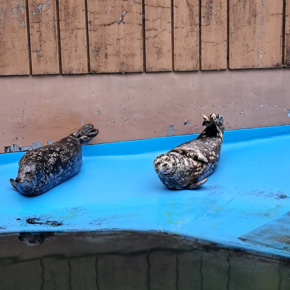 yomogi41's tweet photo. アザラシは癒やし
#釧路動物園 https://t.co/NExD5w02TJ