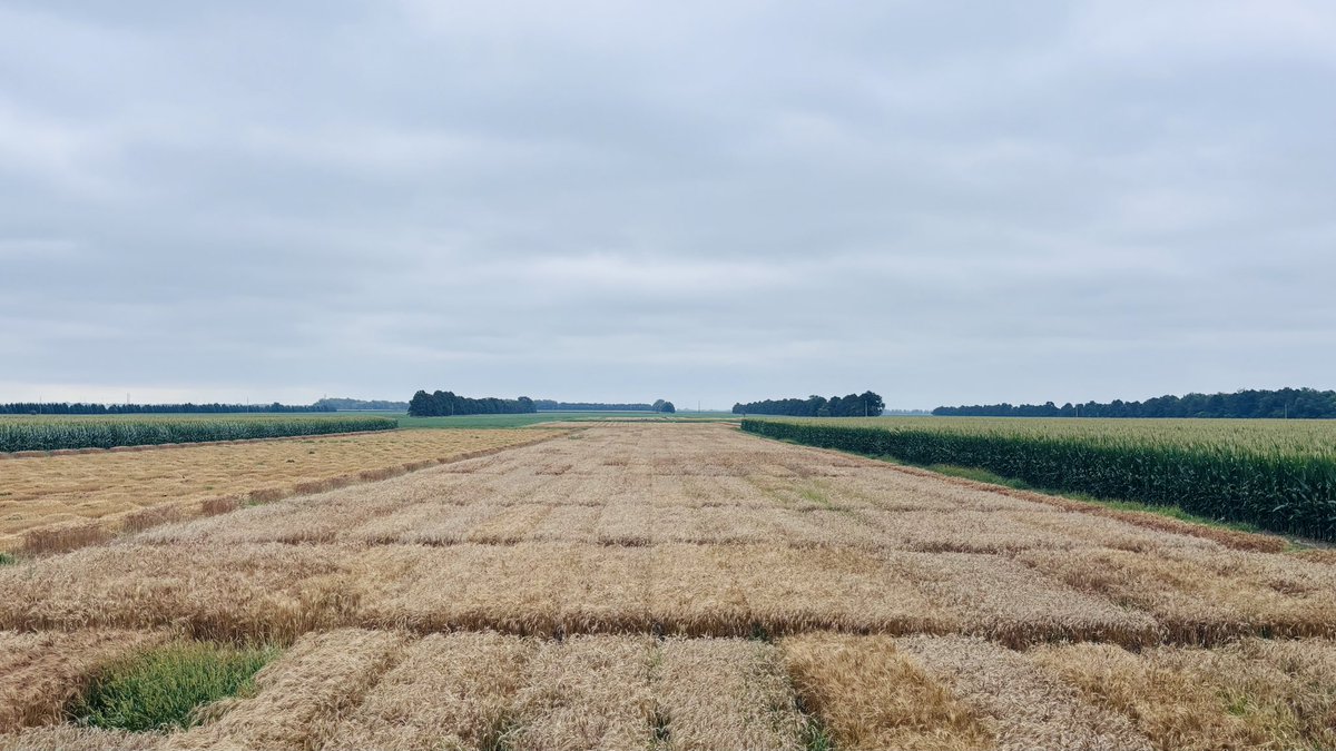 WheatInnovation's tweet photo. Cloudy day can’t combine early #TeamWheat uses the opportunity to hand harvest F3heads❤️🌾 Thankyou everyone 👏 https://t.co/zTjRus6HTF