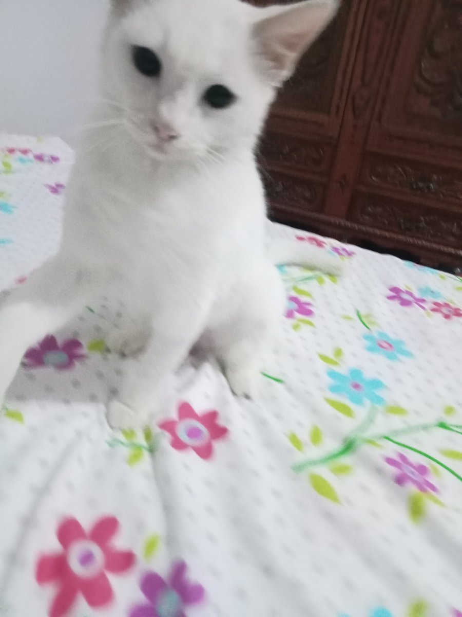 PurihuamanAli's tweet photo. Yin y Rumi 😍💞 https://t.co/rzAblBH9nG