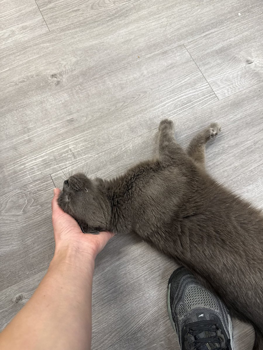 fletc117's tweet photo. James Graybie is the softest cat I’ve ever met, he is perfection in so many ways 🥰 https://t.co/7gKJ9D6lJF
