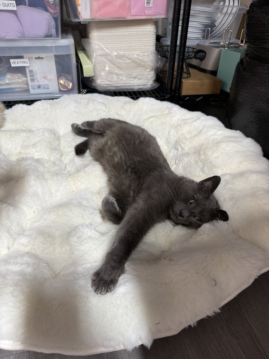 fletc117's tweet photo. James Graybie is the softest cat I’ve ever met, he is perfection in so many ways 🥰 https://t.co/7gKJ9D6lJF